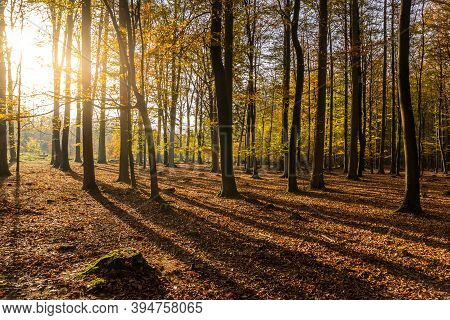 Sun Flare In Autumn In The Forest Near Borger, Netherlands