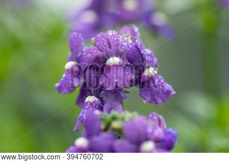 Purple Nemesia Flowers