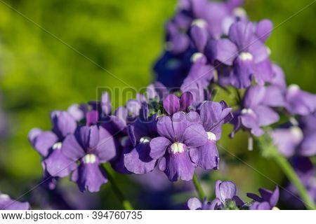 Purple Nemesia Flowers