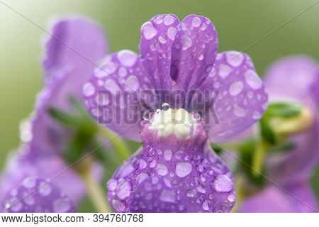 Purple Nemesia Flowers