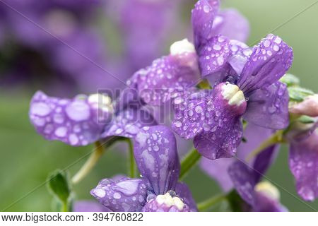 Purple Nemesia Flowers