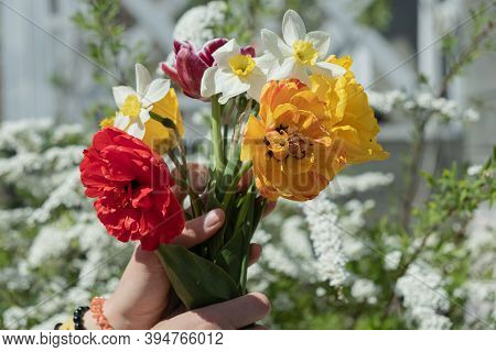 A Beautiful Spring Bouquet Of Yellow Tulips, Daffodils And Two Red Pink Tulips In The Girl's Hands, 