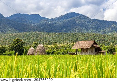 Srtaw Hut Inside Rice Field At Huai Thung Tao Lake In Chiang Mai, Thailand