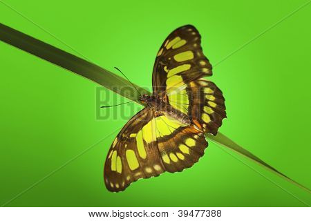  Siproeta stelenes sull'erba verde