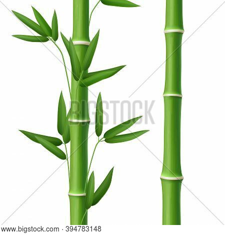 Bamboo Tree Leaf, Plant Stem And Stick, Realistic
