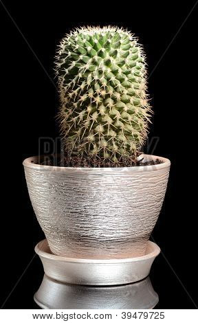 Cactus dans un pot isolé sur fond noir