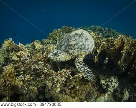 Hawksbill Turtle On The Colorful Coral Reef In Red Sea