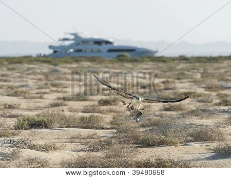 비행 중에 큰 사냥 물 수리 새