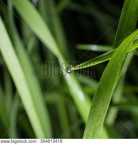 A Dewdrop On The Grass, With The Reflection Of The Background And Other Blades Of Grass