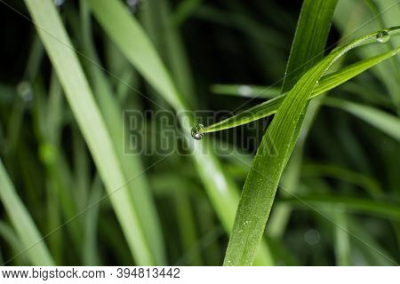 Dewdrop On The Grass, Macro World In The Garden Lawn