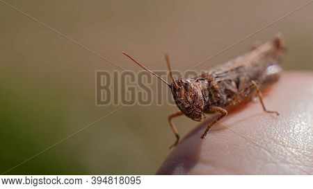 An Ordinary Cricket Close-up, A Grasshopper Sitting On His Hand