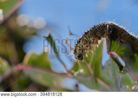A Headache For Farmers And Private Collective Farms, A Pest Caterpillar Eating The Crop.