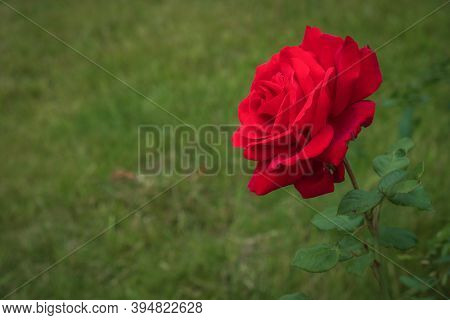 Single Beautiful Rhoda, Open Blooming, Blooming Bud Of A Beautiful Rose On A Green Background