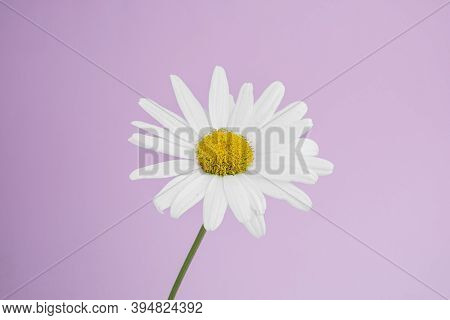Side View Of A Single Flower Of Medicinal Chamomile On A Delicate Pink Background