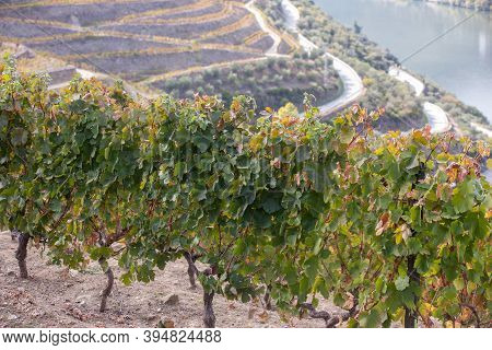 Top View Of River, The Hills With The 