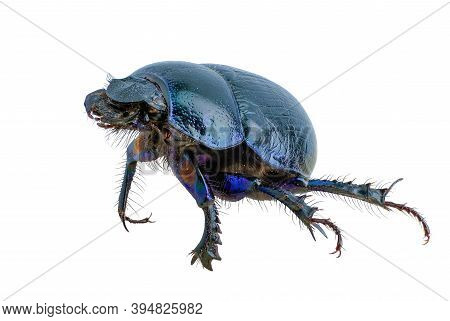Insect, Scarab Beetle Blue Isolated On White Background, Close-up Photo, High Resolution, Legendary 