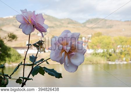 Close-up Of A Pink Rose On A Backdrop Of The River, Hills, 