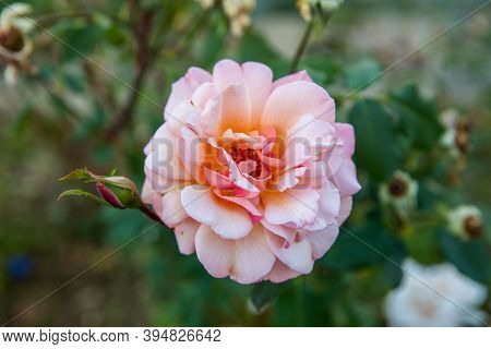 Close-up Of A Pink Rose On A Backdrop Of The River, Hills, 