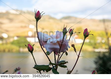 Close-up Of A Pink Rose On A Backdrop Of The River, Hills, 