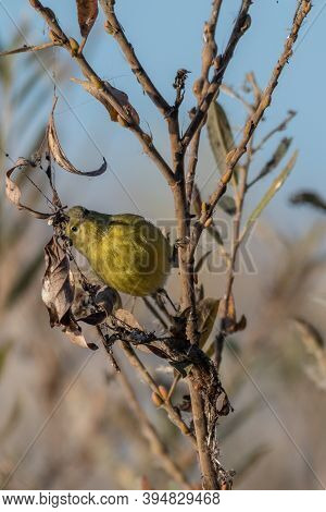 Orange Crowned Warbler Clings To Vegetation Branch While Looking Staight Ahead Through The Branches.