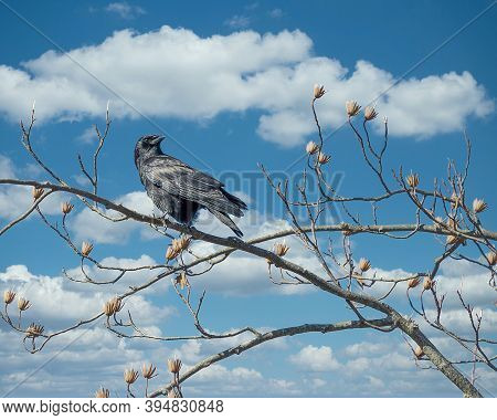 A Beautiful American Crow (corvus Brachyrhynchos) Perched High In The Trees.