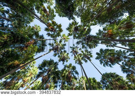 Taraw Palm Trees With The Sky Background, Scientific Name: Livistona Saribus