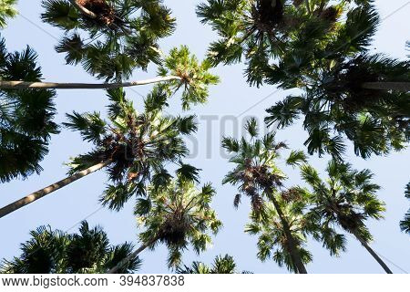 Taraw Palm Trees With The Sky Background, Scientific Name: Livistona Saribus