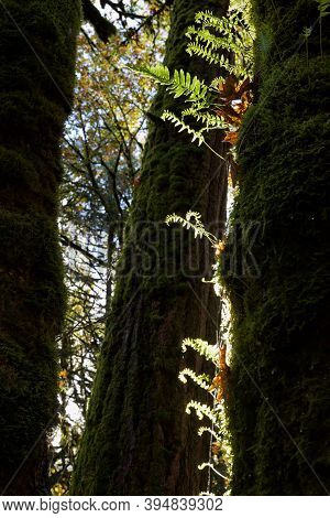 Licorice Ferns Grow On Moss Covered Trunk Of Big Leaf Maple Tree, Douglas Fir Behind, Goldstream Pro