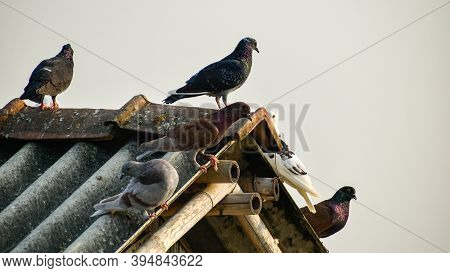 Pigeons Are Sitting On Rooftop And Enjoying The Sunlight