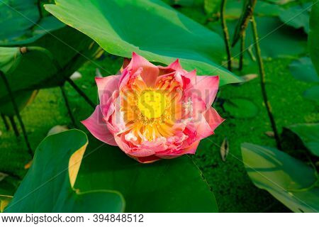Beautiful Pink Petals Of Lotus Flower Blooming On Green Leaves In A Pond And Natural Landscaped