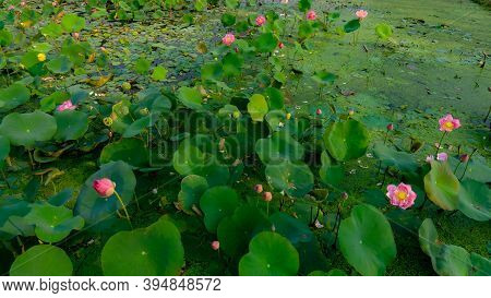 Beautiful Pink Petals And Greenery Leaves Of Lotus Flower Blooming In A Pond And Natural Landscaped