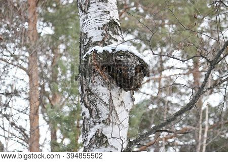 Chaga (inonotus Obliquus) Is A Fungus From The Hymenochaetaceae Family. Potential Medicine For Coron