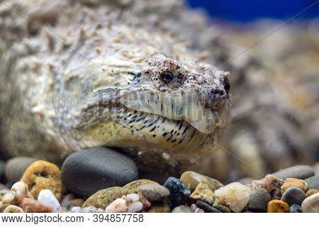 A Snapping Turtle With Large Claws On The Gravel In The Water.
