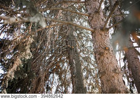 Tall Pine With Squirrel On A Pine Tree In Forest