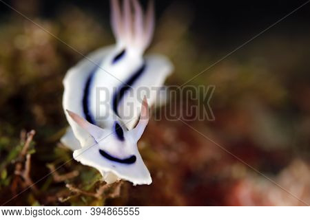 Loch's Magnificent Slug (chromodoris Lochi). Mommon, West Papua, Indonesia