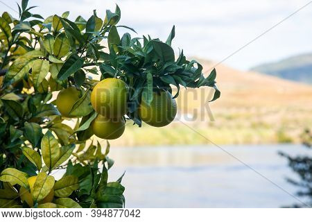 Orange Fruits Of The Citrus Sinensis (orange Tree) On A Backdrop Of Douro Valley Vineyards, Portugal