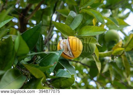 Orange Fruits Of The Citrus Sinensis (orange Tree) On A Backdrop Of Douro Valley Vineyards, Portugal