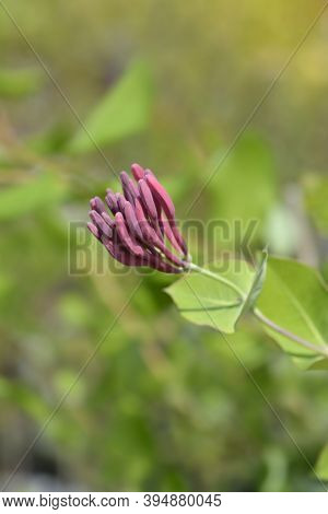 Honeysuckle Dropmore Scarlet Flower Buds - Latin Name - Lonicera X Brownii Dropmore Scarlet