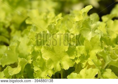 Coral Bells Lime Marmelade Leaves - Latin Name - Heuchera Lime Marmelade
