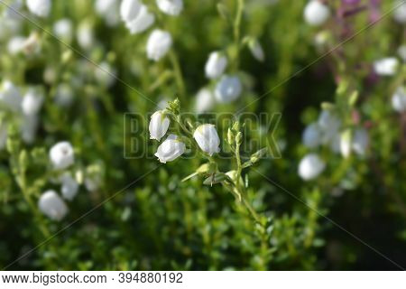 St Dabeocs Heath White Flowers - Latin Name - Daboecia Cantabrica Alba