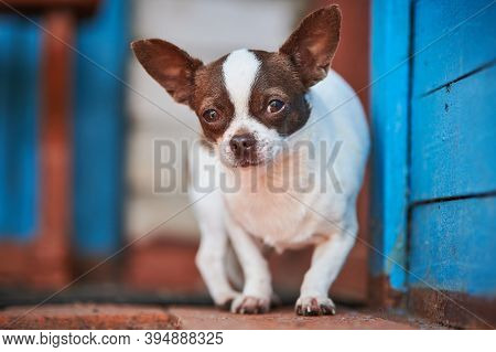 Chihuahua Puppy, Little Dog Near House Porch. Cute Small Doggy On Grass. Short Haired Chihuahua Bree