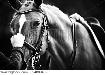 A Black-and-white Image Of A Horse In Sports Equipment-it Is Wearing A Saddle, Bridle And Snaffle, A
