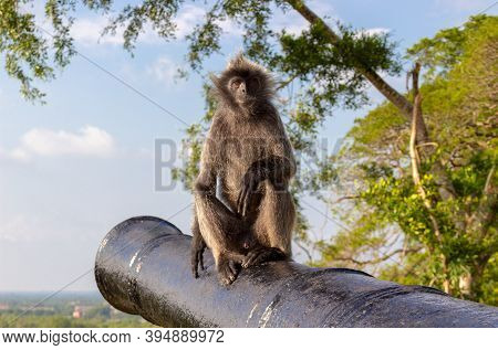 Portrait Of Silvery Langur Monkey Or Silvery Lutung Sitting On Old Cannon On Top Of Bukit Melawati O