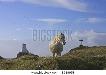 บนเกาะ Llanddwyn