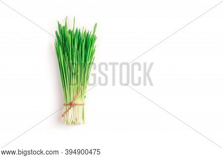 Green Wheat Shoots Are Gathered In A Bundle And Tied With A Rope Thread On A White Background.