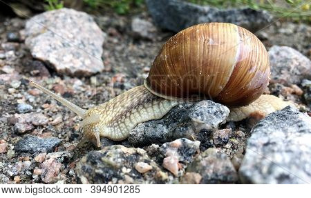 Small Garden Snail In Shell Crawling On Wet Road, Slug Hurry Home. Snail Slug Consist Of Edible Tast