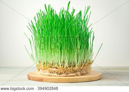 Superfood, Sprouted Wheat Grains With Green Shoots On A Round Board On A Light Background.