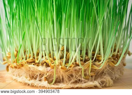 Sprouted Wheat Grains With Sprouts And Roots On A Light Background.