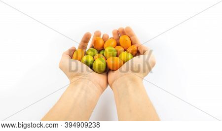 Small Citrus Limequat And Kumquat In Hands On White Isolated Background