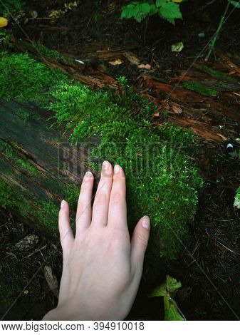 Green Moss In Girl Hand In Russia Forest Close Up